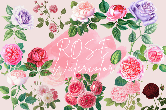 Download Rose Flower Vintage Watercolor Cliparts - Vintage watercolor Collection